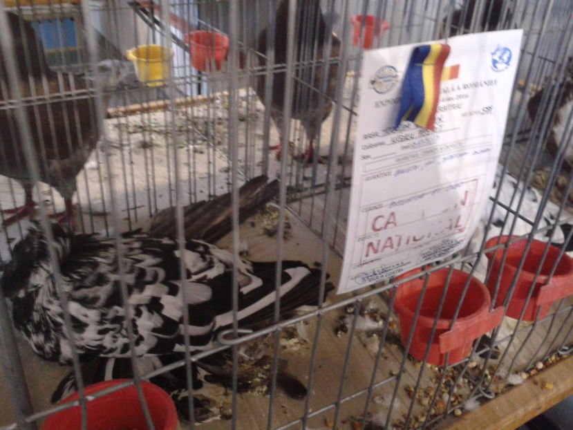 Fotografie0620 - 16---expozitie caransebes 03 12 2016