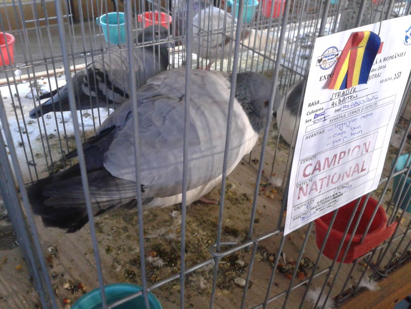 Fotografie0621 - 16---expozitie caransebes 03 12 2016