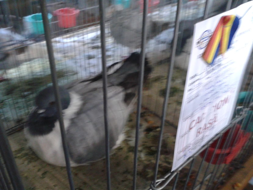 Fotografie0622 - 16---expozitie caransebes 03 12 2016