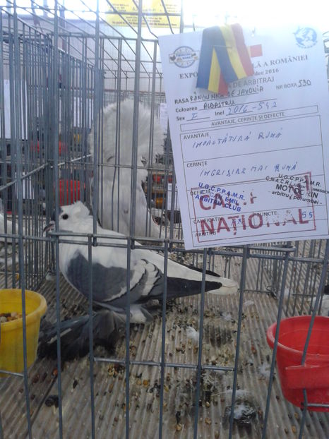 Fotografie0624 - 16---expozitie caransebes 03 12 2016