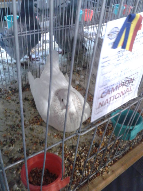 Fotografie0628 - 16---expozitie caransebes 03 12 2016