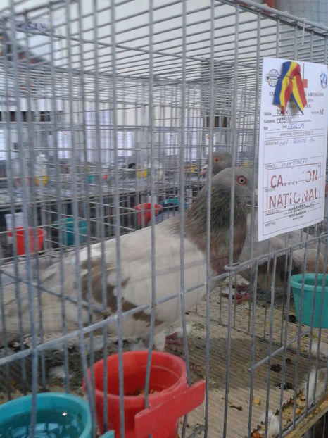 Fotografie0630 - 16---expozitie caransebes 03 12 2016