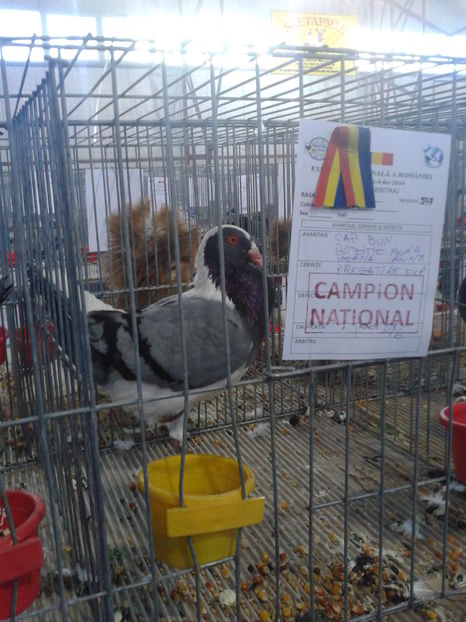 Fotografie0631 - 16---expozitie caransebes 03 12 2016