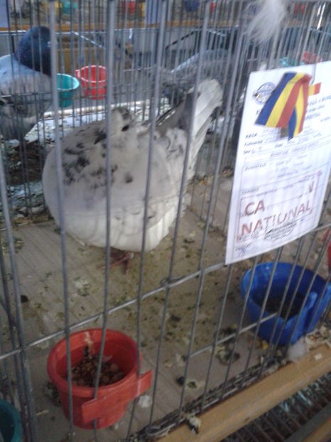 Fotografie0632 - 16---expozitie caransebes 03 12 2016