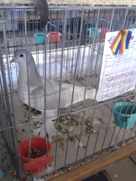 Fotografie0633 - 16---expozitie caransebes 03 12 2016