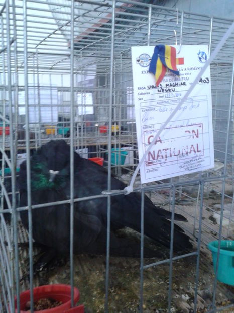 Fotografie0635 - 16---expozitie caransebes 03 12 2016