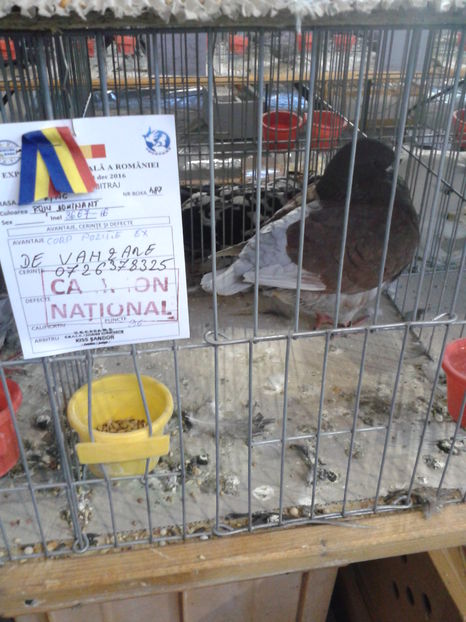 Fotografie0636 - 16---expozitie caransebes 03 12 2016