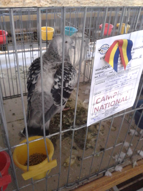 Fotografie0637 - 16---expozitie caransebes 03 12 2016