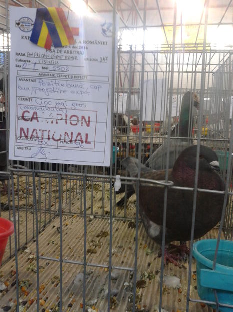 Fotografie0639 - 16---expozitie caransebes 03 12 2016