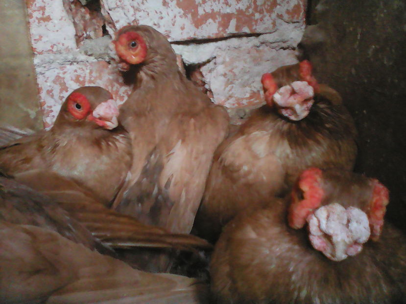  - B E R B E R I  ---    BARBS  PIGEONS