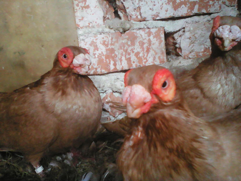  - B E R B E R I  ---    BARBS  PIGEONS