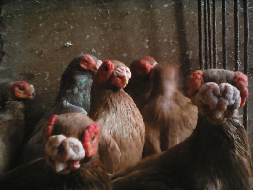  - B E R B E R I  ---    BARBS  PIGEONS