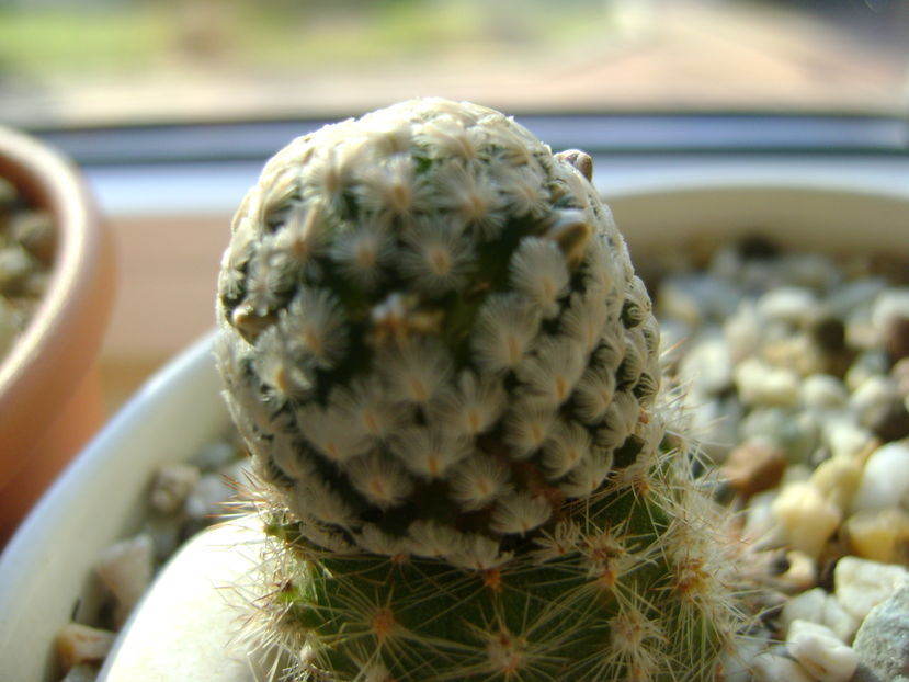 Mammillaria sanchez-mejoradae; 6 dec. 2016
