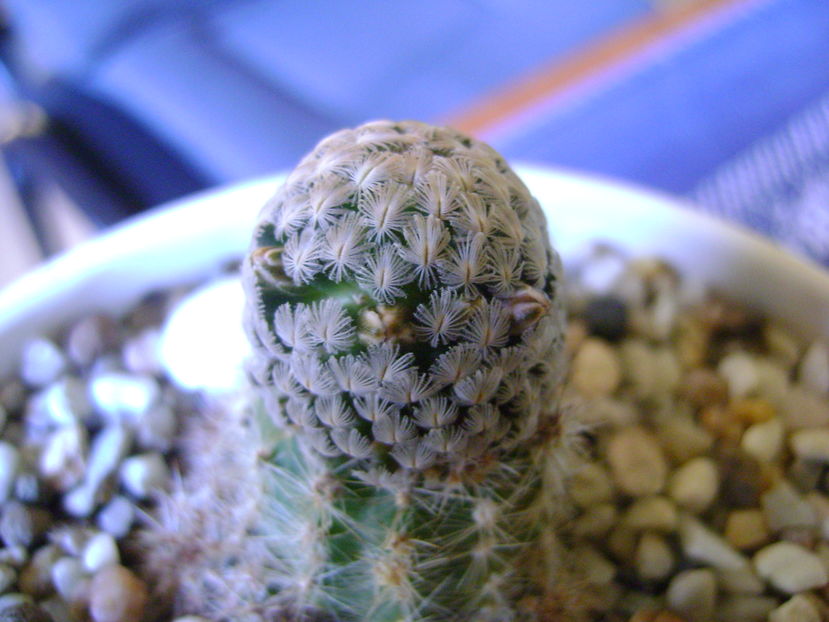 Mammillaria sanchez-mejoradae; 6 dec. 2016
