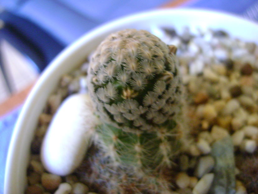 Mammillaria sanchez-mejoradae, boboci; 6 dec. 2016
