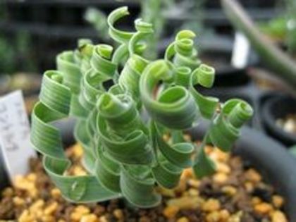 Trachyandra SP - PLANTE PE CARE LE DORESC