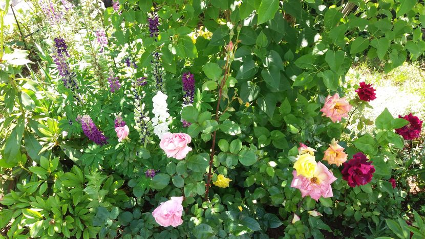  - Trandafirii din gradina magica