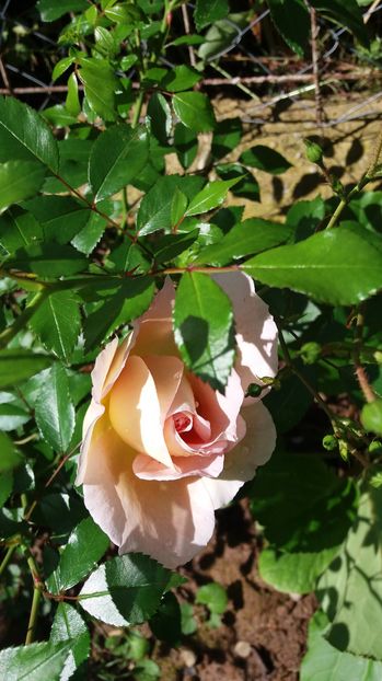 pui - Abraham darby