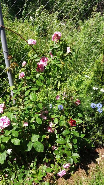Gertrude jekyll si hocus pocus