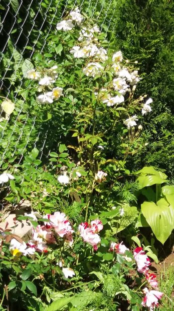 crazy for you si lykkefund