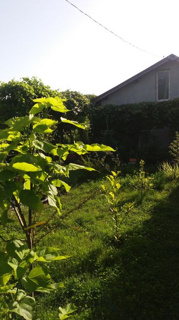  - Trandafirii din gradina magica