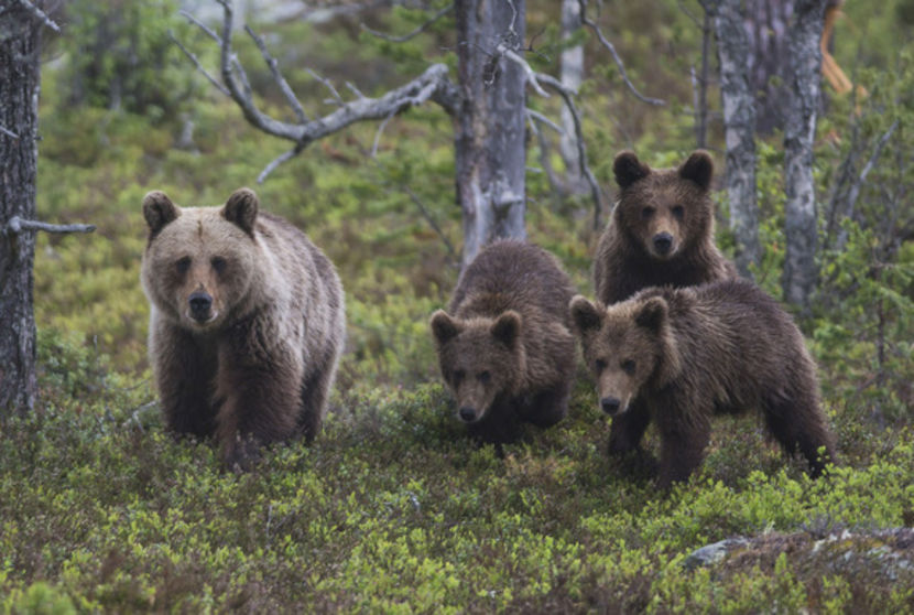 stire-22-dec-ursi - Animale in lume