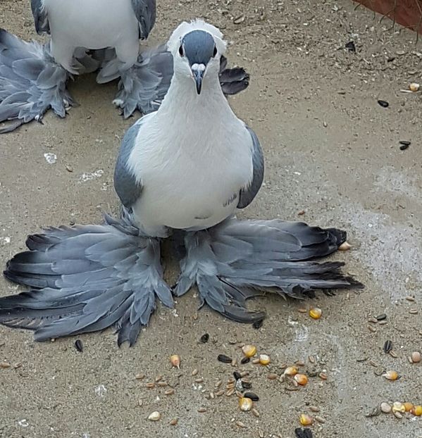 Femela(2)2016Dnu.Marcel.Loc.SIBIU.Jud.SIBIU - 8___-PERSOANE CU CARE AM COLABORAT- VANZARI