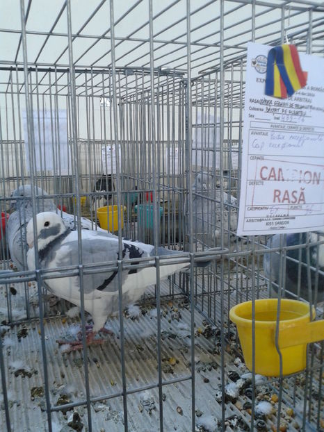 Fotografie0640 - 16---expozitie caransebes 03 12 2016