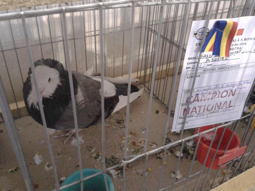 Fotografie0642 - 16---expozitie caransebes 03 12 2016