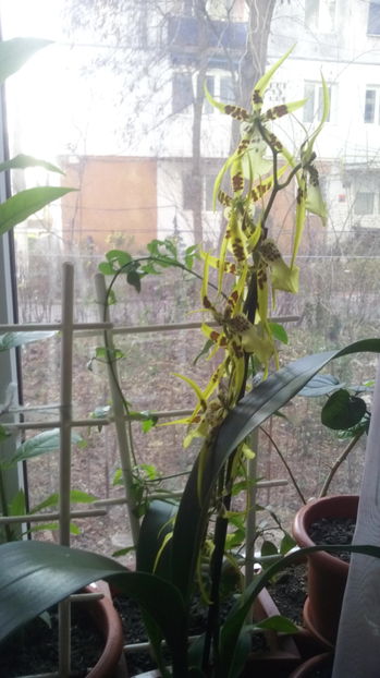  - Orhidee 2015-2016