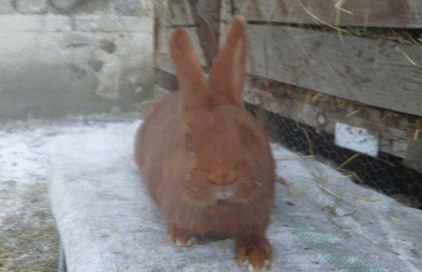 15356976_1361213820589987_1853436095_n