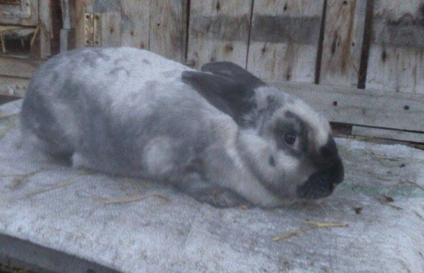 15355927_1361219627256073_159023535_n