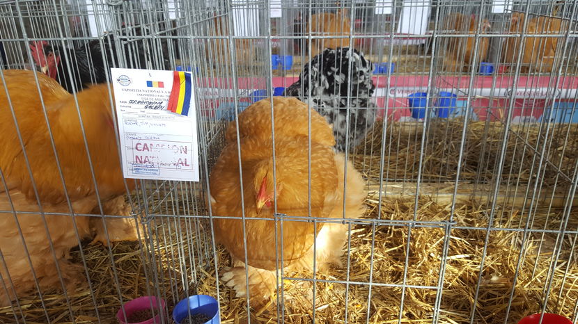 2016-12-03 13.43.16 - 2-gaini