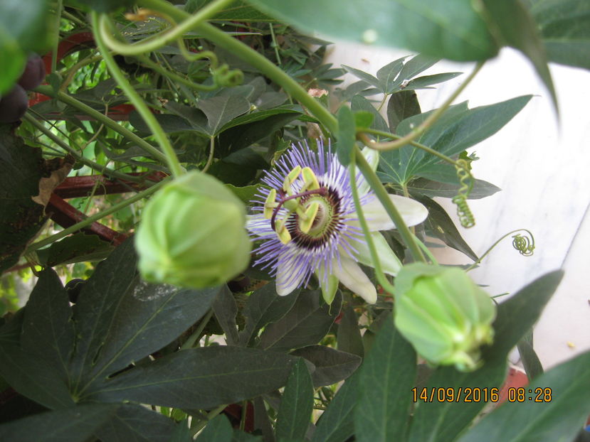 Picture 7314 - Passiflora caerulea