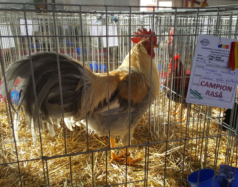 2016-12-03 13.27.43-3 (2)