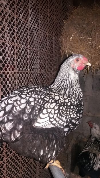  - 1 PUI 2016 WIANDOTTE ARGINTIU