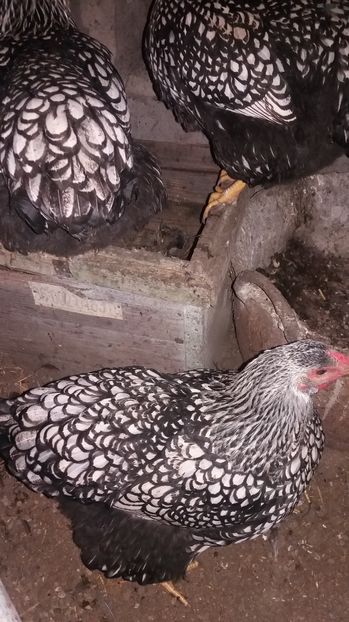  - 1 PUI 2016 WIANDOTTE ARGINTIU