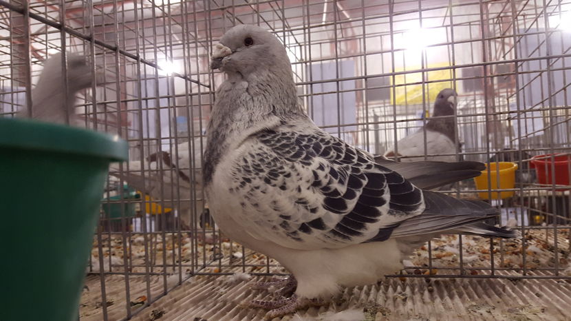 Mascul 2014- 1