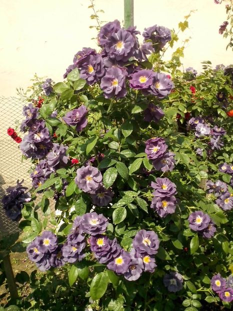 rhapsody in blue - 0 TRANDAFIRI 2016