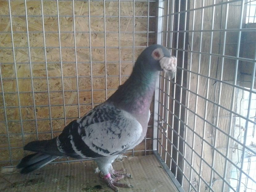 -Masc.2012.H.sacrificat.