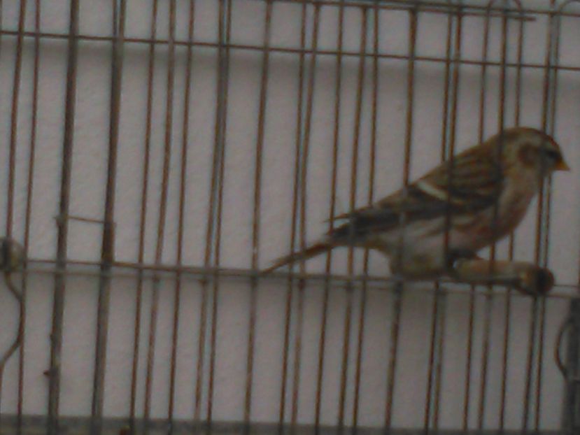 Inarita mascul de vanzare