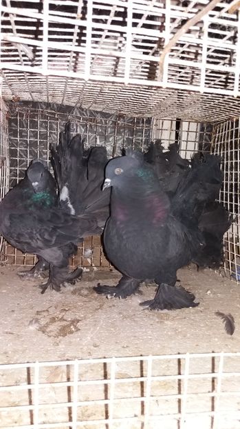 MG-LOFT.cadoul de mos Nicolae