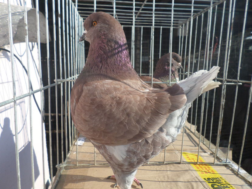 Achizitie expo Caransebes Masc 2016