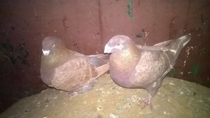 15416874_1278488718875208_1983149293_n