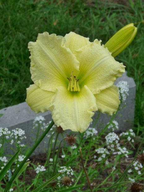  - Hemerocallis