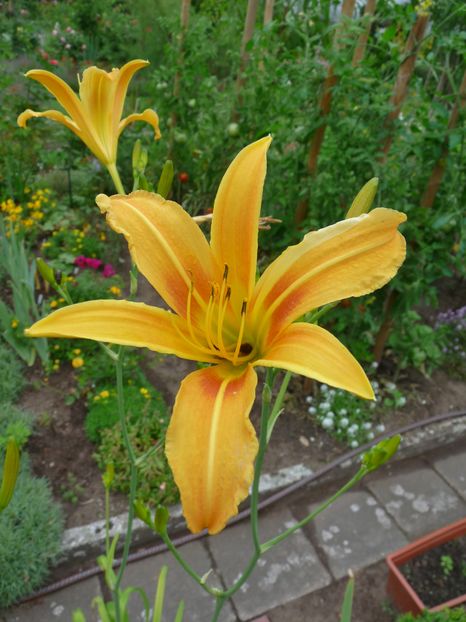  - Hemerocallis