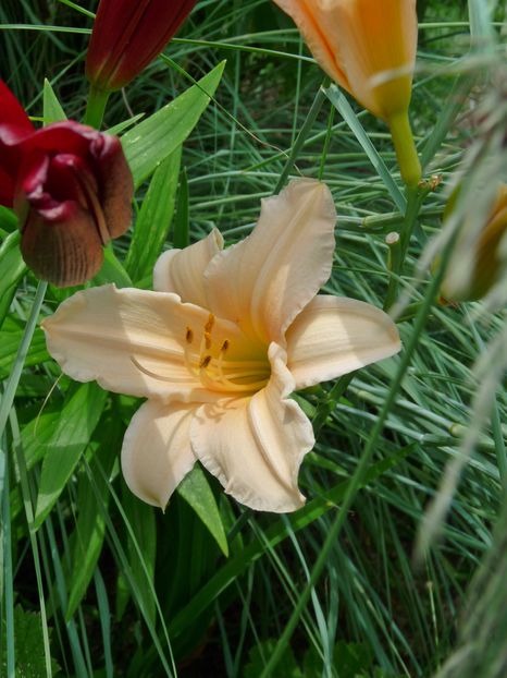  - Hemerocallis