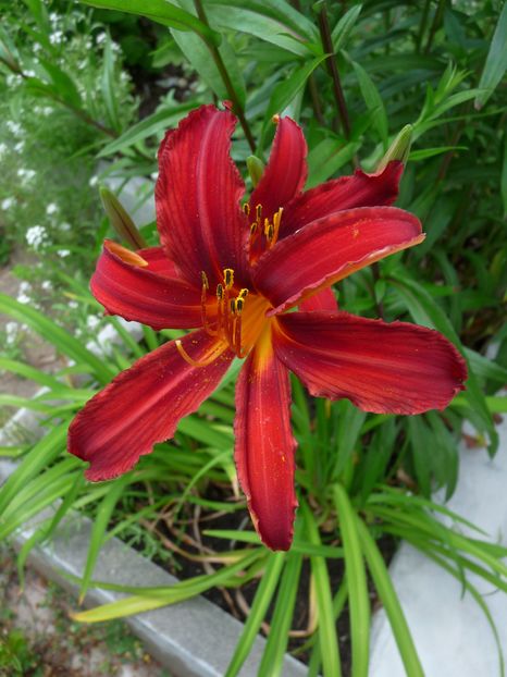  - Hemerocallis