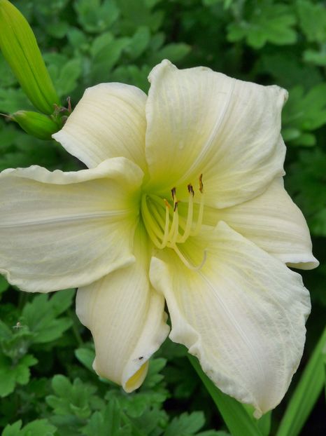  - Hemerocallis