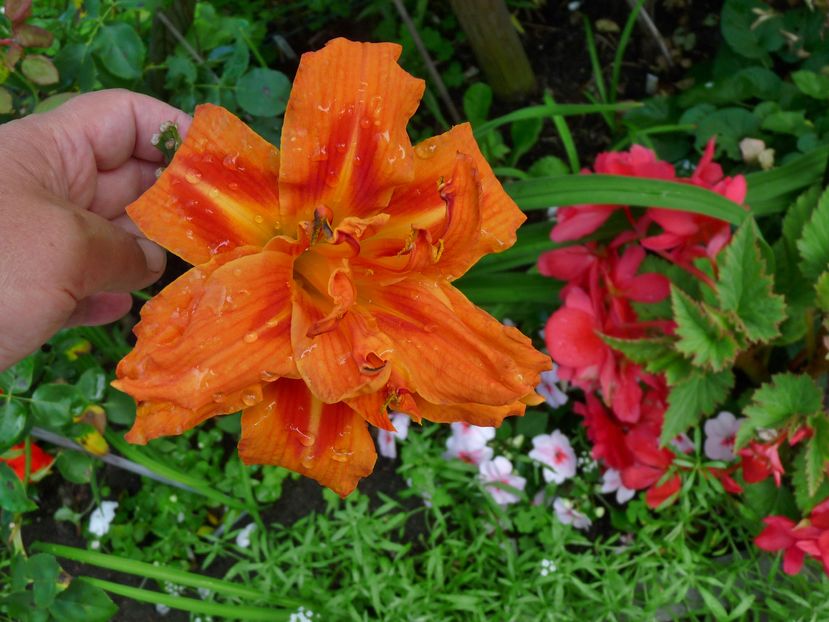  - Hemerocallis